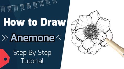 How To Draw An Anemone Flower Step By Step Floral Illustration