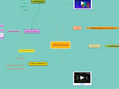 Enzimas Mind Map