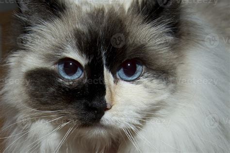 Blue Eyes White And Black Ragdoll Cat Portrait 20178181 Stock Photo At