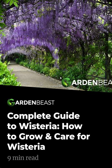 Complete Guide To Wisteria How To Grow Care For Wisteria Wisteria