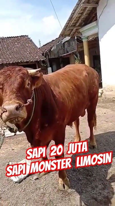 Mengerikan ‼️sapi 20 Juta Sapi Monster Limosin Jumbo Youtube