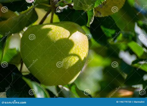 Large Sweet Braeburn Apples Ripening On Tree In Fruit Orchard Stock