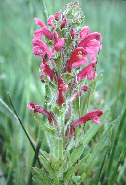 Alpine Lousewort - Rocky Mountain National Park (U.S. National Park ...