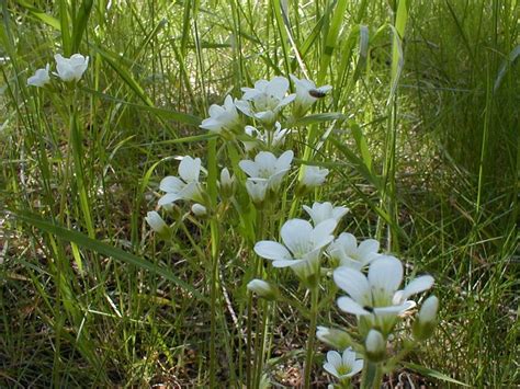 What Are Those Little White Flowers In My Yard