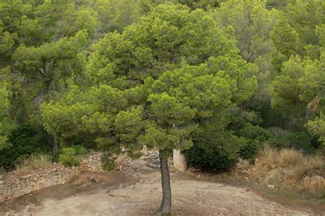 Pinus Halepensis