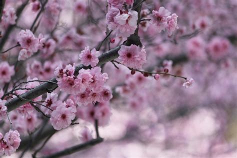 Free Images Tree Nature Branch Flower Petal Bloom Floral Food