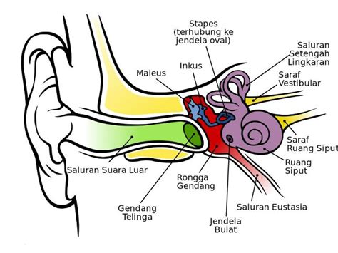Pengertian, Bagian Bagian Telinga, Fungsi dan Kelainan pada Telinga ...