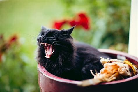 Animals Cat Fluffy Grin Scream Cry Hd Wallpaper Pxfuel