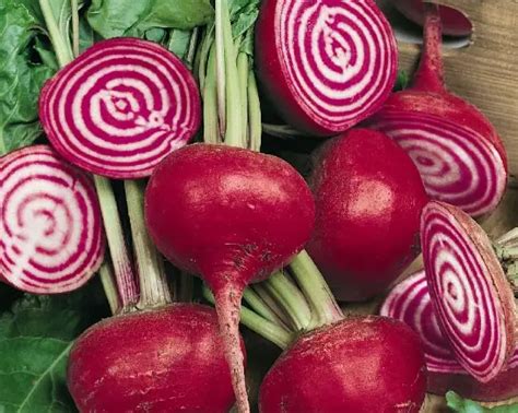 Types Of Beets With Pictures Names Own Yard Life