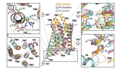 Cyslt1 Receptor Image Eurekalert Science News Releases