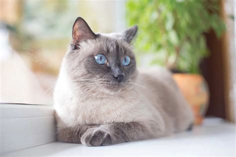 7 Grey Cat Breeds With Blue Eyes You Ll Love With Pictures