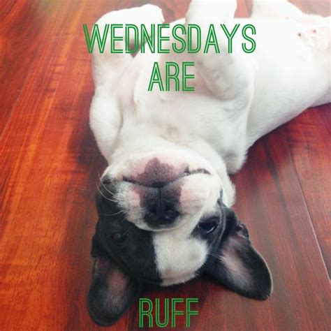 Wednesdays Are Ruff Pheebsthefrenchie Instagram French Bulldog