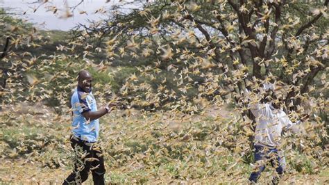 Experts are alarmed: Locust plague in East Africa: millions of people ...