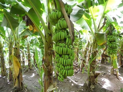 Target Juta Pohon Setahun Sulsel Bakal Jadi Penghasil Pisang