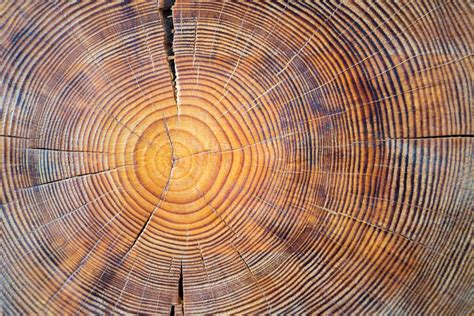 Oldest Tree Rings