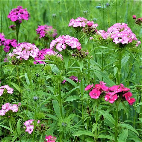 Plants And Gardens In Colonial And Early America Plants In Early American