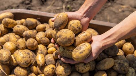 Aprenda Como Plantar Batata Em Vasos E Os Cuidados Necess Rios O