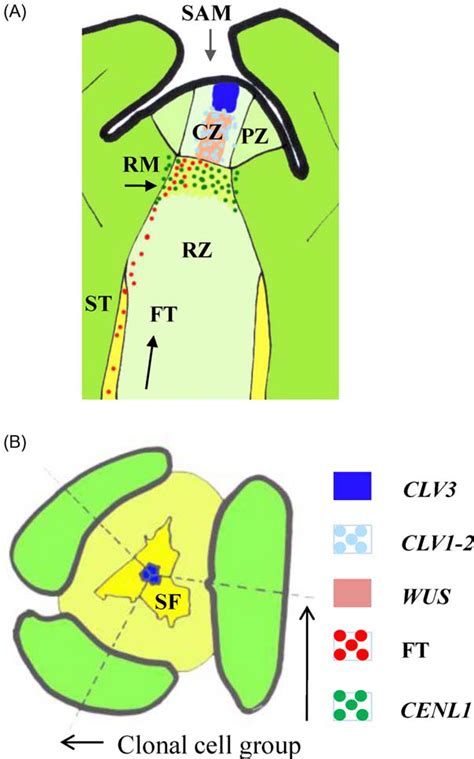 Model Of The Proliferating Shoot Apex A Under Long Days The Signal Download Scientific