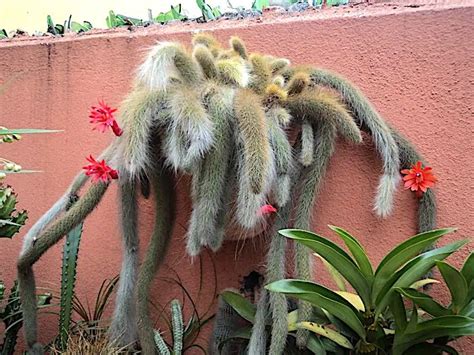 Aprenda A Plantar E Cultivar A Suculenta Rabo De Macaco