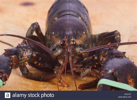 Lobster Eyes Stock Photos & Lobster Eyes Stock Images - Alamy