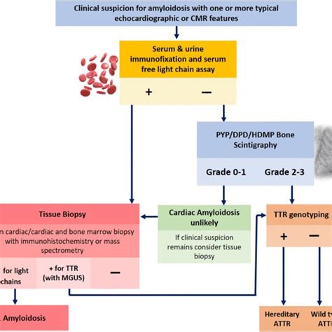 Suggested Algorithm For The Diagnosis Of Cardiac Amyloidosis