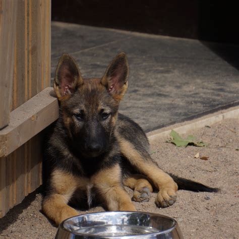 10 Amazing Dog Foods Great For German Shepherds - CanineVile
