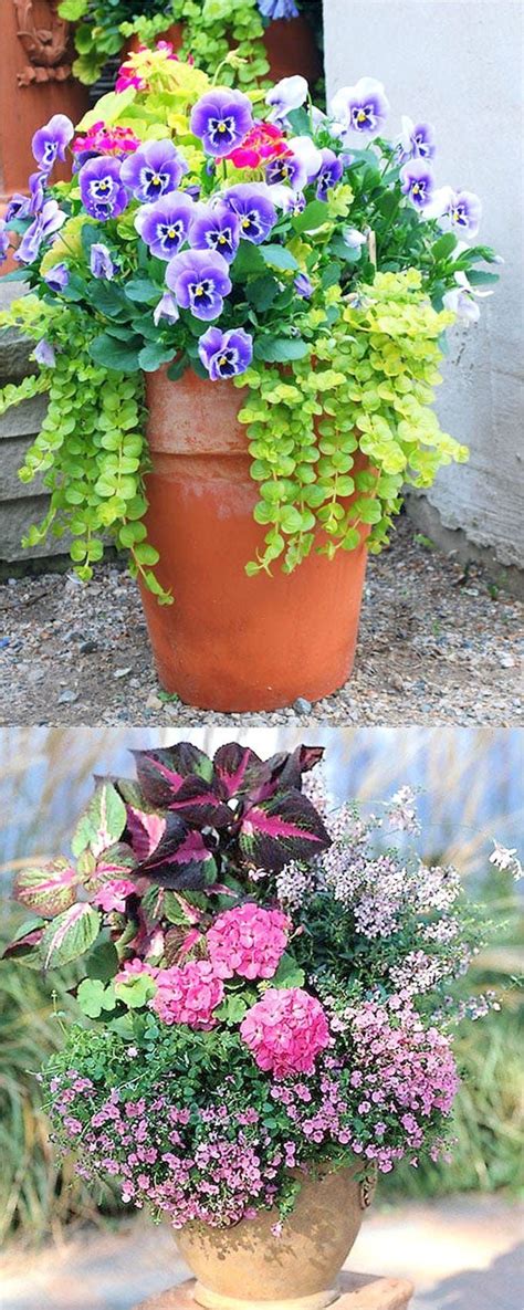 The Best Flowers To Grow In Pots Beautify Your Home With These Plants