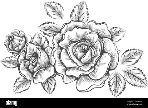 Hand Drawn Outline Roses Sketch Stock Vector Image Art Alamy