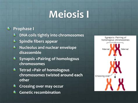 Ppt Chapter 8 Cell Reproduction Powerpoint Presentation Free Download Id 1394583