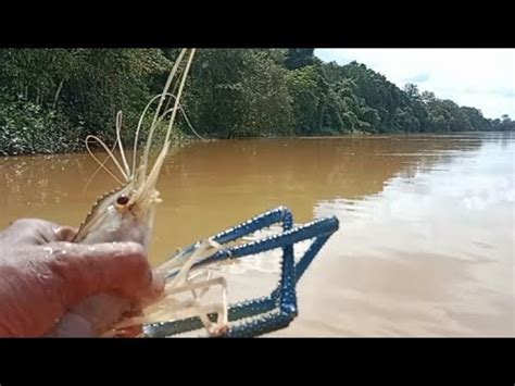 Mancing Udang Galah Spot Nya Lumayan Panjang Babon Semua Bikin Nagih