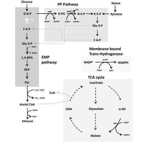 Flow Of Glucose And Xylose Carbon Via Central Metabolic Pathways In