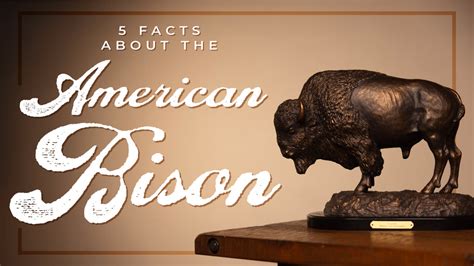 5 Fun Facts about the American Bison! – Montana Gift Corral