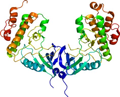 Protein Mknk1 Pdb 2hw6 Clipart - Full Size Clipart (#3952279) - PinClipart