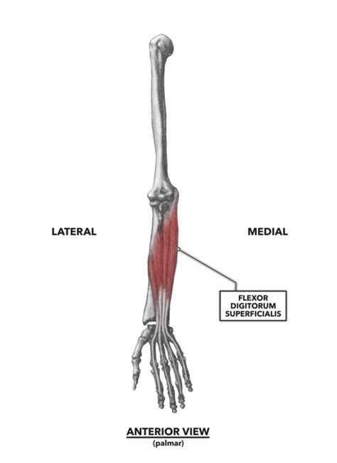 Flexor Extensor Musculature Of The