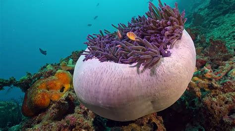 Biodiversidade A Teia Da Vida Rtp Ensina