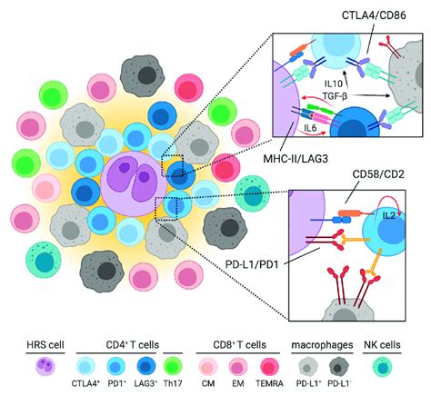 Preferential Localizations Of T Cell Subpopulations In Chl Cd4