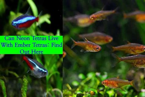 Can Neon Tetras And Ember Tetras Live Together Tetra Fish Care