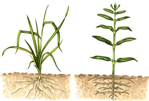 Monocot And Dicot Worksheet