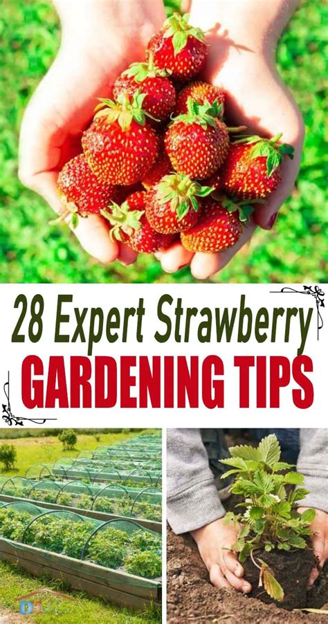 28 Expert Strawberry Gardening Tips To Make Your Own Big Time Harvest ...