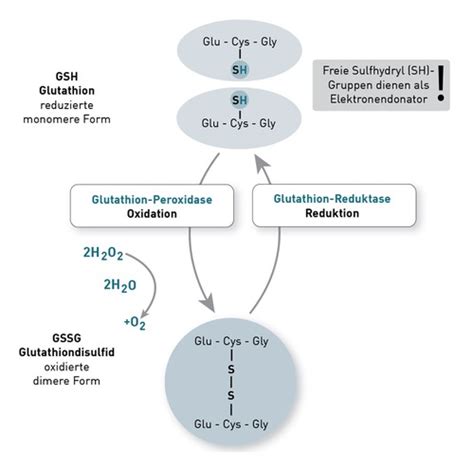 Blut Biochemie Karteikarten Quizlet