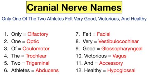 Section 18 Cranial Nerves Mnemonics Flashcards Quizlet