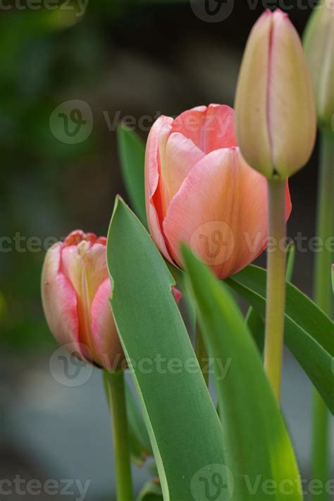 tulips in the garden 10241848 Stock Photo at Vecteezy