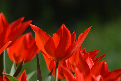 Kostenlose Foto Natur Fotografie Blume Bl Tenblatt Tulpe