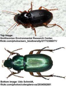 Types Of Ground Beetles With Pictures Identification Guide