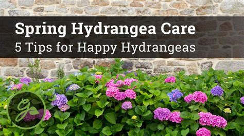 The Words Spring Hydrangea Care Tips For Happy Hyrdranas In Front Of