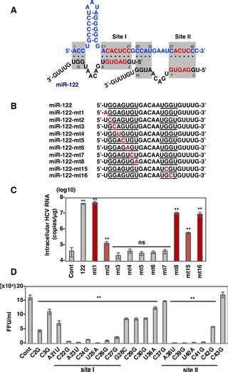 Various Mirnas Compensate The Role Of Mir 122 On Hcv Replication Plos