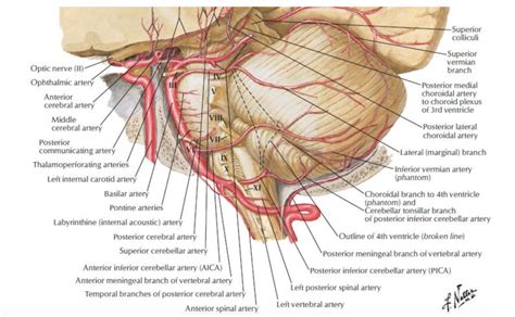 Diagram Of Blood Supply Of The Brainstem Quizlet