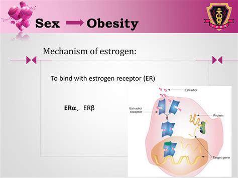 Sex And Obesity The Interaction In Between Ppt Download