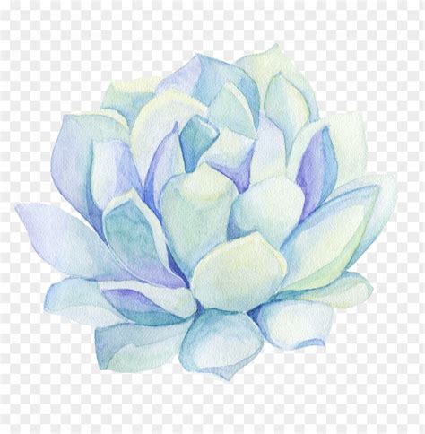 Freetoedit Ftestickers Watercolor Cactus Flower Decorat Succulent