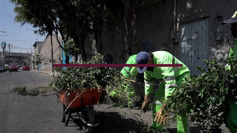 Gobierno de la Ciudad de México on Twitter Sabías que las podas de